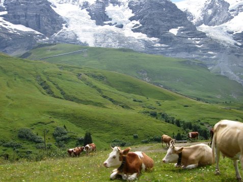 Pada musim semi dan musim panas ternak sapi di padang rumput pegunungan Alpen di Jungfrau
