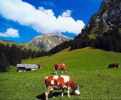 Hewan ternak saja damai di Swiss mereka tak pernah dicucuk hidungnya